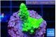 Acropora neon green 2-3 cm WYSIWYG acclimaté
