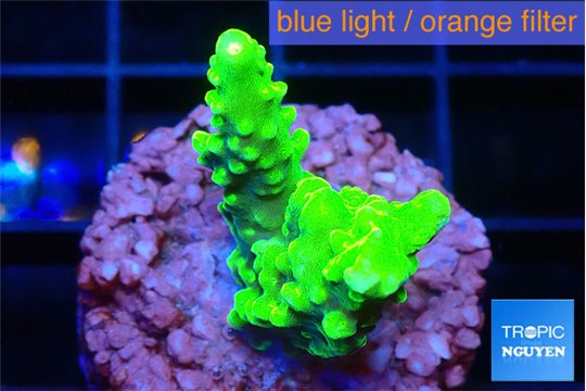 Acropora neon green 2-3 cm WYSIWYG acclimaté