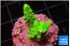 Acropora neon green 2-3 cm WYSIWYG acclimaté