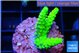 Acropora neon green 2-4 cm WYSIWYG acclimaté