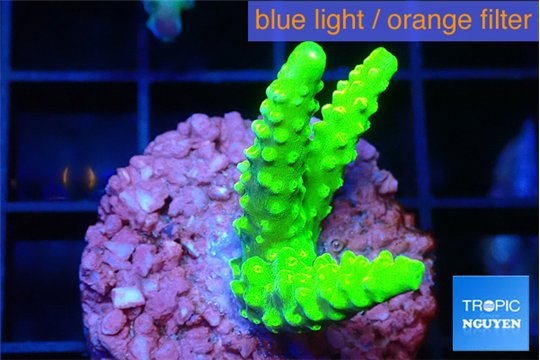 Acropora neon green 2-4 cm WYSIWYG acclimaté