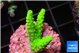Acropora neon green 2-4 cm WYSIWYG acclimaté