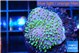Sarcophython full neon green polyps Australia 2-3 cm WYSIWYG acclimaté