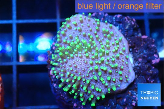 Sarcophython full neon green polyps Australia 2-3 cm WYSIWYG acclimaté