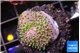 Sarcophython full neon green polyps Australia 2-3 cm WYSIWYG acclimaté