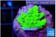 Acropora neon green 2-3 cm WYSIWYG acclimaté