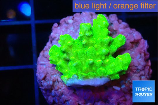 Acropora neon green 2-3 cm WYSIWYG acclimaté