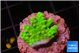 Acropora neon green 2-3 cm WYSIWYG acclimaté