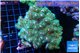 pocillopora damicornisgreen & pink tip 6-9 cm WYSIWYG acclimaté