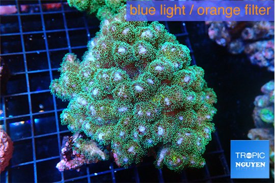 pocillopora damicornisgreen & pink tip 6-9 cm WYSIWYG acclimaté