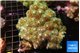 pocillopora damicornisgreen & pink tip 6-9 cm WYSIWYG acclimaté