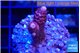 Acropora pink 1-2 cm WYSIWYG acclimaté