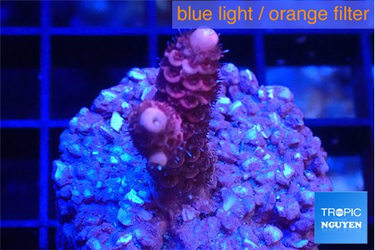 Acropora pink 1-2 cm WYSIWYG acclimaté