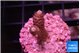 Acropora pink 1-2 cm WYSIWYG acclimaté