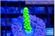 Acropora neon green 1-2 cm WYSIWYG acclimaté