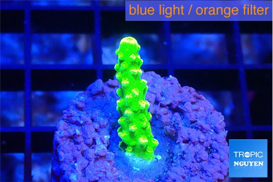 Acropora neon green 1-2 cm WYSIWYG acclimaté