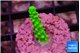 Acropora neon green 1-2 cm WYSIWYG acclimaté