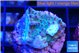 Acropora purple 2-3 cm WYSIWYG acclimaté