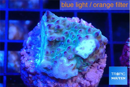 Acropora purple 2-3 cm WYSIWYG acclimaté