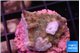 Acropora purple 2-3 cm WYSIWYG acclimaté