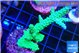 Acropora green purple 4-5 cm WYSIWYG acclimaté