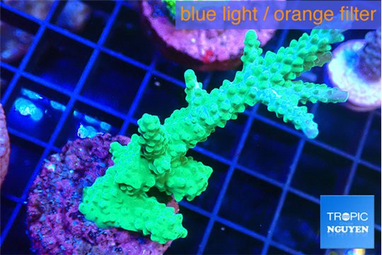 Acropora green purple 4-5 cm WYSIWYG acclimaté