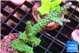 Acropora green purple 4-5 cm WYSIWYG acclimaté