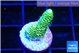 Acropora green golden 1-2 cm WYSIWYG acclimaté