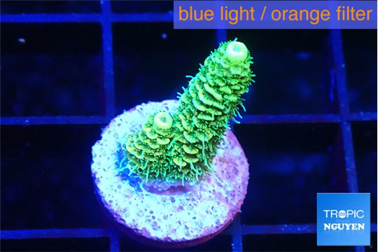 Acropora green golden 1-2 cm WYSIWYG acclimaté