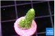Acropora green golden 1-2 cm WYSIWYG acclimaté
