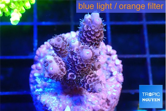 Acropora pink 2-3 cm WYSIWYG acclimaté