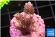 Acropora pink 2-3 cm WYSIWYG acclimaté