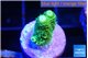Acropora green golden 1-2 cm WYSIWYG acclimaté