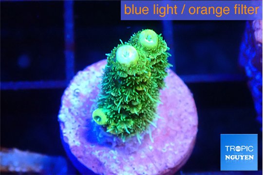 Acropora green golden 1-2 cm WYSIWYG acclimaté
