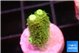 Acropora green golden 1-2 cm WYSIWYG acclimaté