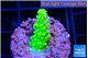 Acropora neon green 1-2 cm WYSIWYG acclimaté