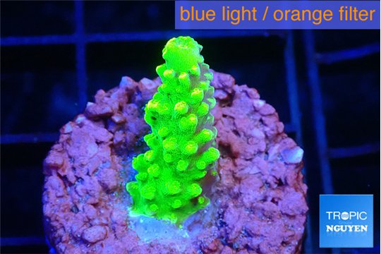 Acropora neon green 1-2 cm WYSIWYG acclimaté