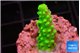Acropora neon green 1-2 cm WYSIWYG acclimaté