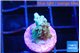 Acropora green purple 1-2 cm WYSIWYG acclimaté