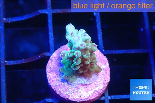 Acropora green purple 1-2 cm WYSIWYG acclimaté
