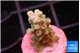 Acropora green purple 1-2 cm WYSIWYG acclimaté
