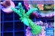 Acropora green purple 4-5 cm WYSIWYG acclimaté
