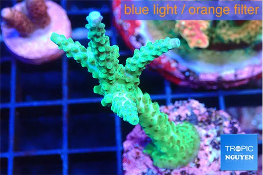 Acropora green purple 4-5 cm WYSIWYG acclimaté