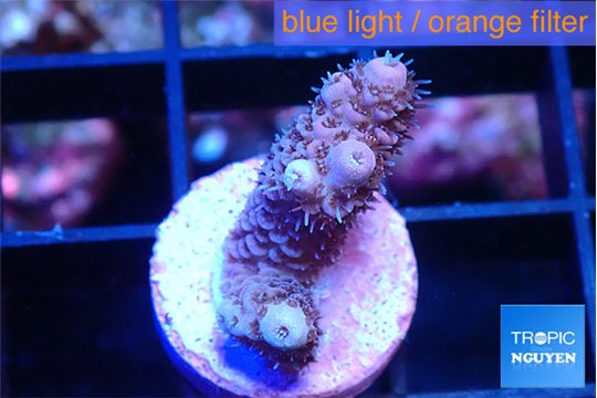 Acropora pink 1-2 cm WYSIWYG acclimaté