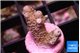 Acropora pink 1-2 cm WYSIWYG acclimaté