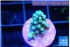 Acropora green blue 1-2 cm WYSIWYG acclimaté