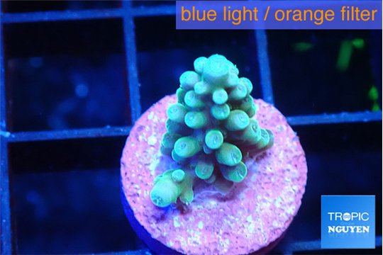 Acropora green blue 1-2 cm WYSIWYG acclimaté