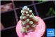 Acropora green blue 1-2 cm WYSIWYG acclimaté