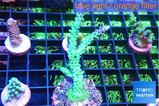 Acropora green purple 4-6 cm WYSIWYG acclimaté