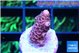 Acropora pink 1-2 cm WYSIWYG acclimaté